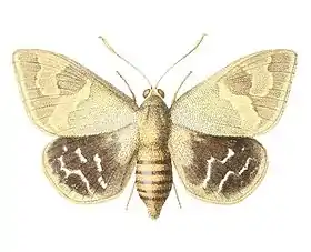 Synpalamides chelone