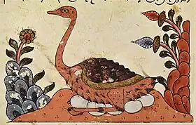 Avestruz-árabe numa ilustração do Livro dos Animais de al-Jahiz, Síria, século XIV