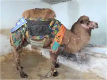 F1 híbrido (tülü)