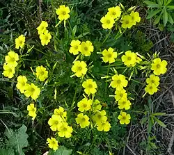 Oxalis pes-caprae (a espécie de Oxalidaceae mais comum nas regiões temperadas).