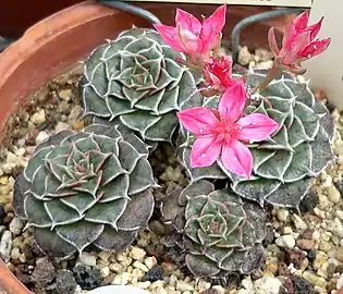 Graptopetalum bellum