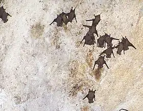 Tadarida brasiliensis