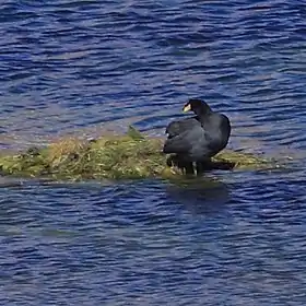 Fulica cornuta em seu ninho em San Pedro de Atacama, Região de Antofagasta, Chile