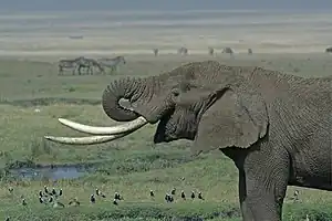 Fauna da savana africana: elefante