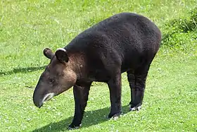 Tapirus pinchaque