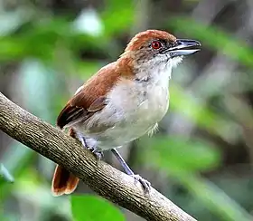 Espécime fêmea de choró-boi (Taraba major) em Bonito, Mato Grosso do Sul, Brasil.