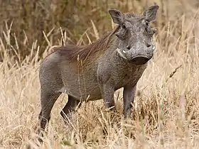 No Parque Nacional Tarangire, Tanzânia
