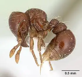 Tatuidris tatusia