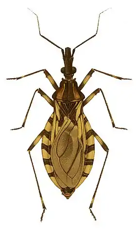 Triatoma brasiliensis