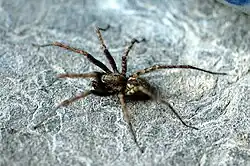 Malthonica ferruginea.