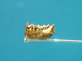 Fóssil da mandíbula (Teilhardina belgica)