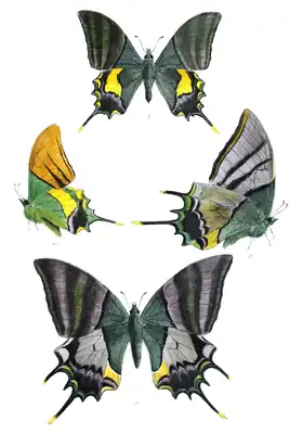 Ilustrações de T. imperialis em livro do início do século XX: macho acima e à esquerda (em vista superior e inferior-lateral); fêmea abaixo e à direita (em vista superior e inferior-lateral); retiradas de Lepidoptera Indica. Volume 5. T. aureus é espécie aparentada.