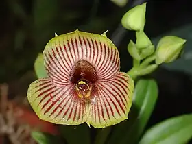 Telipogon bowmanii