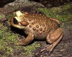 Telmatobufo bullocki