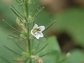 Haplanthodes tentaculatus