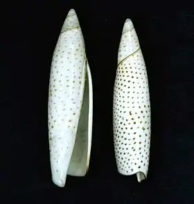 Duas conchas de Terebellum terebellum (Linnaeus, 1758) pertencentes ao acervo do Museu de História Natural de Leiden. Espécimes coletados em Nouméa, Nova Caledônia.