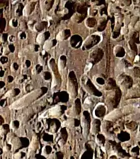 Teredo navalis em corte de madeira de uma embarcação francesa.