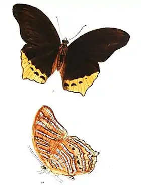 Ilustração da borboleta Terinos clarissa, um Vagrantini da Sumatra com reflexos púrpura-azulados nas asas, que dependem do ângulo de visão.