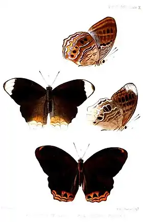 Ilustração publicada em 1863 com a vista superior e inferior de borboletas do gênero Terinos. Um grupo de espécies de Vagrantini com asas em púrpura-azulado, ou violeta, metálico.