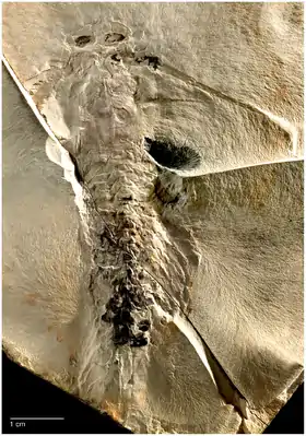 Tesnusocaris goldichi