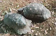 Testudo marginata, nativa da Grécia, Itália, e Balcãs no Sul da Europa.