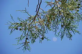 Ramagem de Tetraclinis articulata.