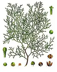 Tetraclinis articulata