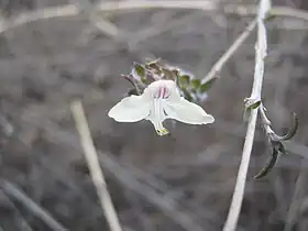 Tetramerium nervosum