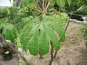 Tetrapanax papyrifer