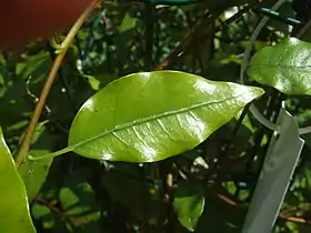 Folha Tetrapathea tetrandra