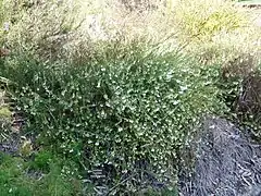 Tetratheca thymifolia.