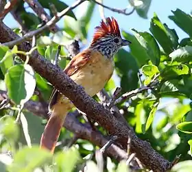 Espécime fêmea na mesma localidade.