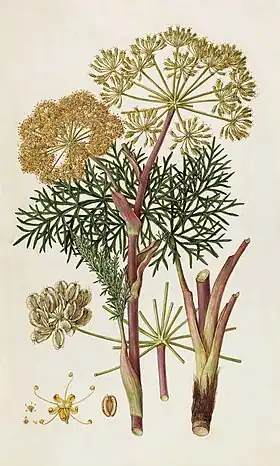 Thapsia garganica