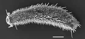 Thaumastoderma ramuliferum