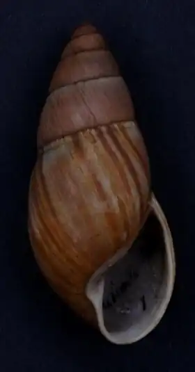 Uma concha de molusco do gênero Thaumastus (espécie Thaumastus taunaisii), coletado no Brasil e pertencente à subfamília Bulimulinae dos Bulimulidae.