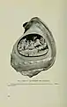 Camafeu esculpido em uma concha de Cassis madagascariensis Lamarck, 1822.