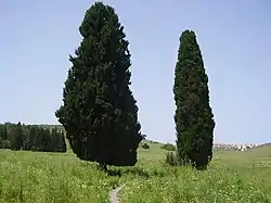 Cupressus sempervirens