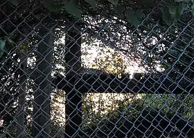 Um dos últimos remanescentes de Leopardo-do-atlas, ao longe