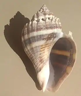 Vista inferior de uma concha de M. corona.