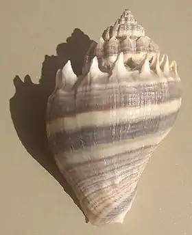 Vista superior de uma concha de M. corona.