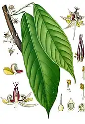 Theobroma cacao L. (leaf, flower)