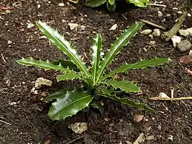 Theophrasta jussieui