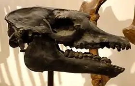 Cranio de Theosodon patagonicum