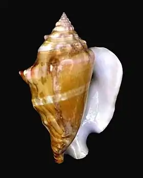 Vista inferior de uma concha de T. latus; espécime do Senegal, na África Ocidental.