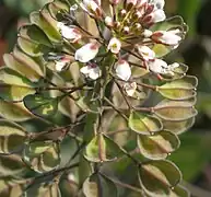 Fruto de Thlaspi arvense, uma síliqua deiscente.