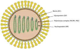 Desenho esquemático: Virião do vírusThogoto em secção transversal