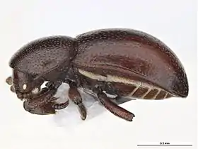 Thorictodes heydeni