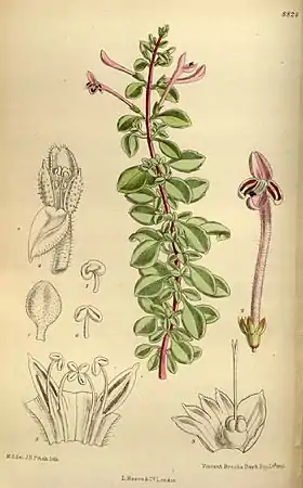 Thorncroftia longiflora