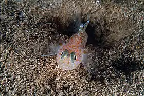 Thorogobius macrolepis fotografado na Toscânia