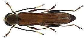 Thranius sumatrensis